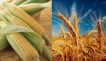 Comparing the Value of Wheat and Corn in Feed